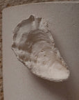 Zoom empreinte coquillage huître moulée dans du grès chamotté crème