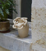 Cyclades crème côté